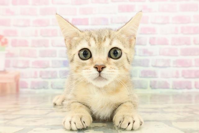 北海道のベンガル (Coo&RIKU釧路店/2025年8月6日生まれ/女の子/ブラウンスポットタビー)の子猫の1枚目の画像