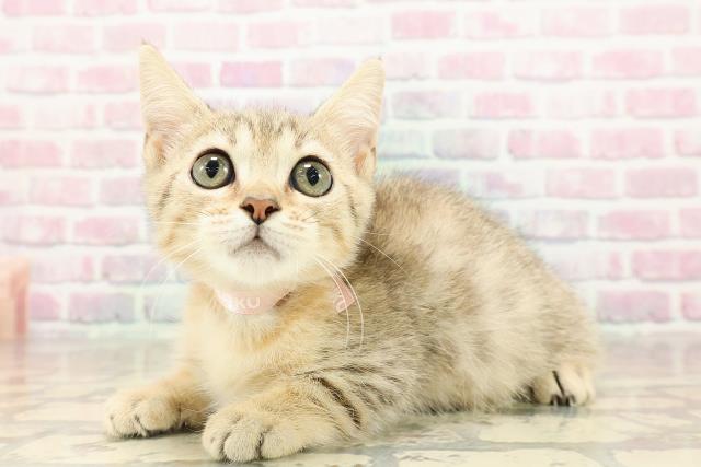 北海道のベンガル (Coo&RIKU釧路店/2025年8月6日生まれ/女の子/ブラウンスポットタビー)の子猫の2枚目の画像