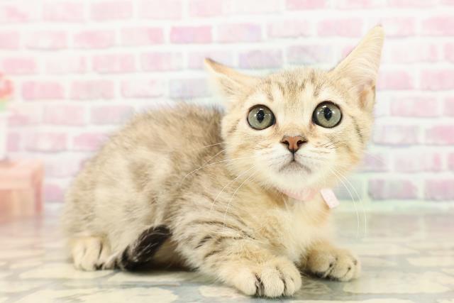 北海道のベンガル (Coo&RIKU釧路店/2025年8月6日生まれ/女の子/ブラウンスポットタビー)の子猫の3枚目の画像
