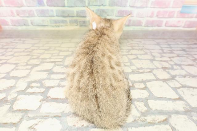 北海道のベンガル (Coo&RIKU釧路店/2025年8月6日生まれ/女の子/ブラウンスポットタビー)の子猫の4枚目の画像