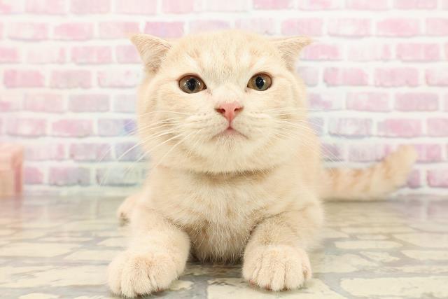 長野県のスコティッシュフォールド (Coo&RIKU長野店/2025年7月4日生まれ/男の子/クリームタビー)の子猫の1枚目の画像