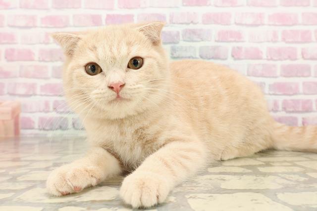 長野県のスコティッシュフォールド (Coo&RIKU長野店/2025年7月4日生まれ/男の子/クリームタビー)の子猫の2枚目の画像