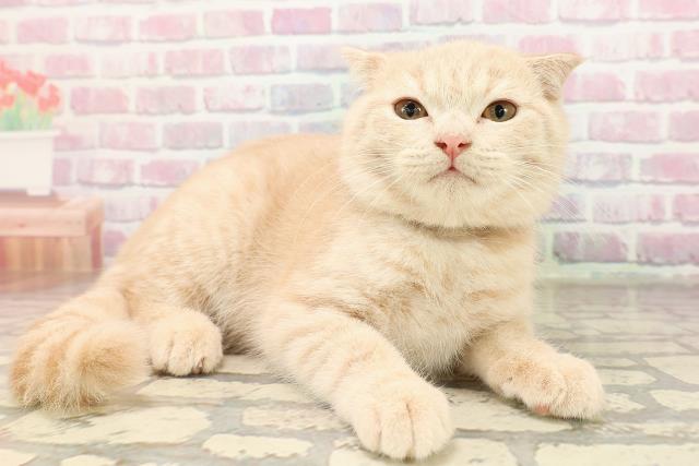 長野県のスコティッシュフォールド (Coo&RIKU長野店/2025年7月4日生まれ/男の子/クリームタビー)の子猫の3枚目の画像
