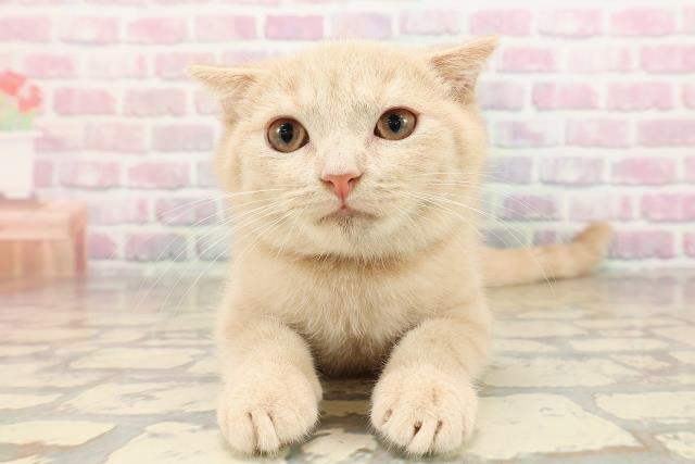 長野県のスコティッシュフォールド (Coo&RIKU松本店/2025年7月4日生まれ/男の子/クリームタビー)の子猫の1枚目の画像