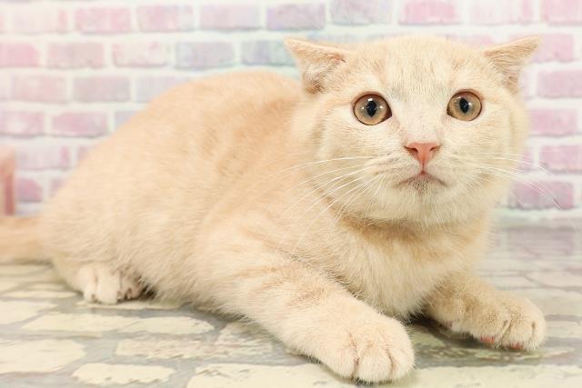 長野県のスコティッシュフォールド (Coo&RIKU松本店/2025年7月4日生まれ/男の子/クリームタビー)の子猫の3枚目の画像