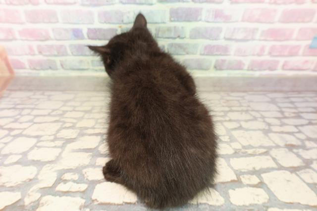 東京都のミヌエット (Coo&RIKU高円寺店/2025年8月24日生まれ/男の子/ブラック)の子猫の4枚目の画像