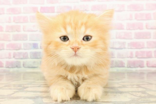 神奈川県のミヌエット (Coo&RIKU長津田店/2025年8月25日生まれ/男の子/レッドタビー)の子猫の1枚目の画像