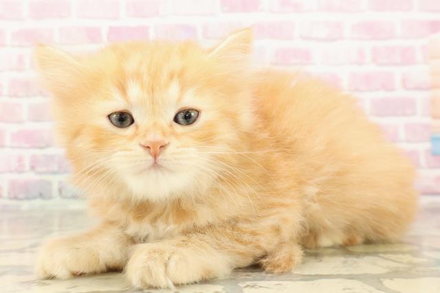 神奈川県のミヌエット (Coo&RIKU長津田店/2025年8月25日生まれ/男の子/レッドタビー)の子猫の2枚目の画像