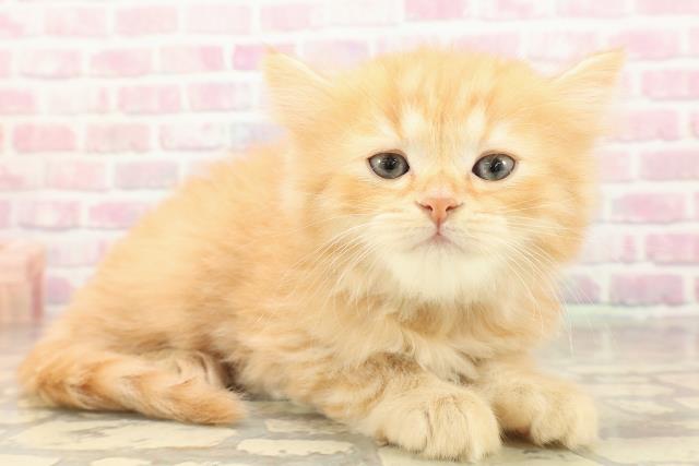 神奈川県のミヌエット (Coo&RIKU長津田店/2025年8月25日生まれ/男の子/レッドタビー)の子猫の3枚目の画像