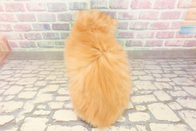 神奈川県のミヌエット (Coo&RIKU長津田店/2025年8月25日生まれ/男の子/レッドタビー)の子猫の4枚目の画像