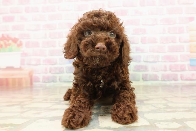 茨城県のトイプードル(トイ) (Coo&RIKU日立店/2025年8月25日生まれ/男の子/ブラウン)の子犬
