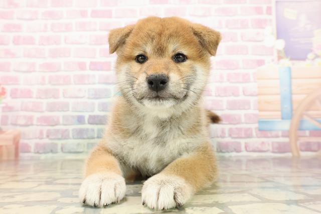 柴犬