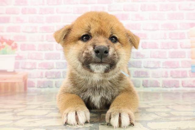柴犬