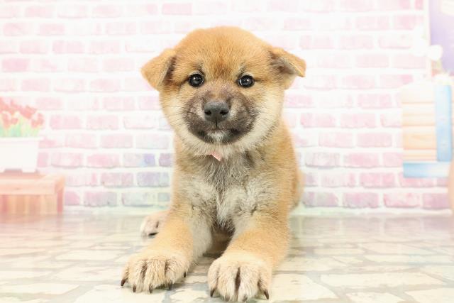 柴犬