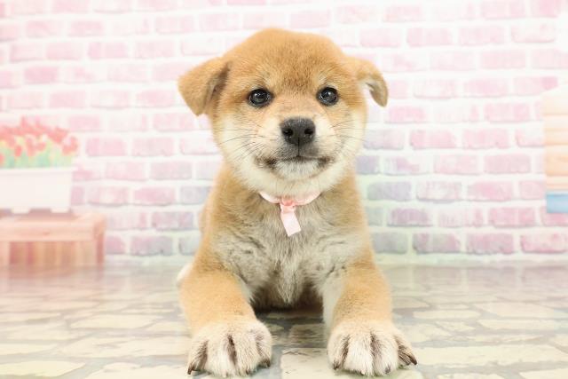 沖縄県の柴犬(標準サイズ) (Coo&RIKU沖縄浦添店/2025年8月25日生まれ/女の子/赤)の子犬の1枚目の画像
