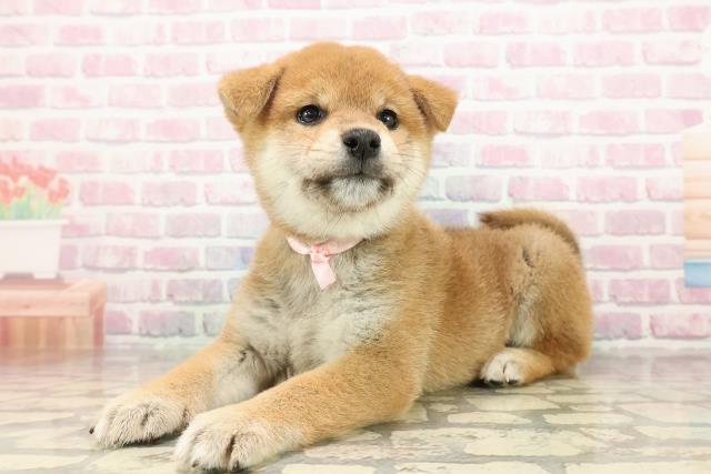 沖縄県の柴犬(標準サイズ) (Coo&RIKU沖縄浦添店/2025年8月25日生まれ/女の子/赤)の子犬の2枚目の画像