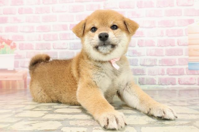 沖縄県の柴犬(標準サイズ) (Coo&RIKU沖縄浦添店/2025年8月25日生まれ/女の子/赤)の子犬の3枚目の画像
