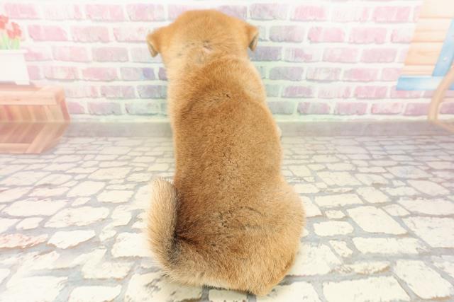 沖縄県の柴犬(標準サイズ) (Coo&RIKU沖縄浦添店/2025年8月25日生まれ/女の子/赤)の子犬の4枚目の画像