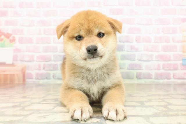 柴犬