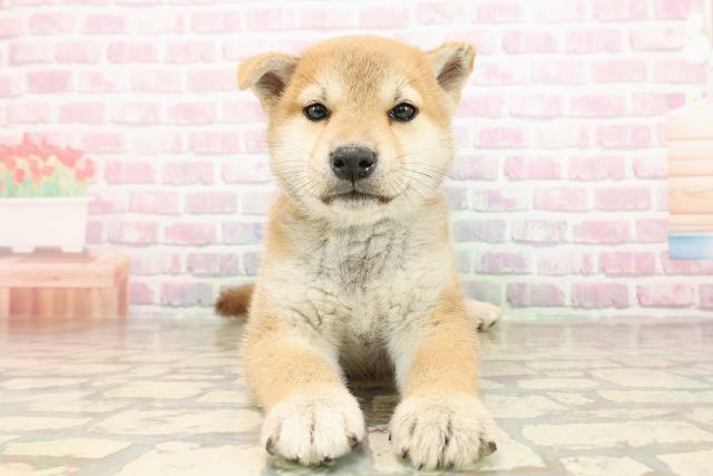 柴犬