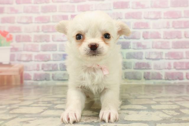 北海道のチワワ(ロング) (Coo&RIKU札幌西店/2025年8月24日生まれ/女の子/クリーム)の子犬の1枚目の画像