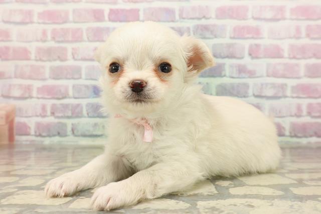 北海道のチワワ(ロング) (Coo&RIKU札幌西店/2025年8月24日生まれ/女の子/クリーム)の子犬の2枚目の画像