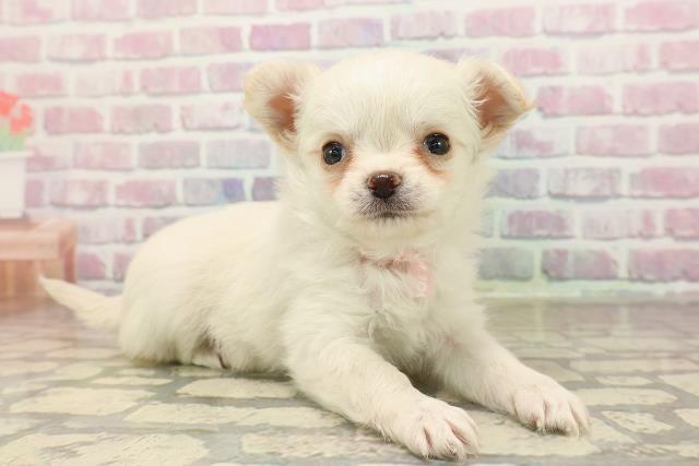 北海道のチワワ(ロング) (Coo&RIKU札幌西店/2025年8月24日生まれ/女の子/クリーム)の子犬の3枚目の画像
