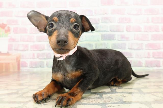 2025年8月25日生まれのトイマンチェスターテリアの2枚目の写真