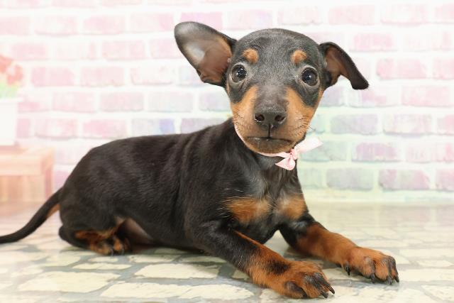 2025年8月25日生まれのトイマンチェスターテリアの3枚目の写真