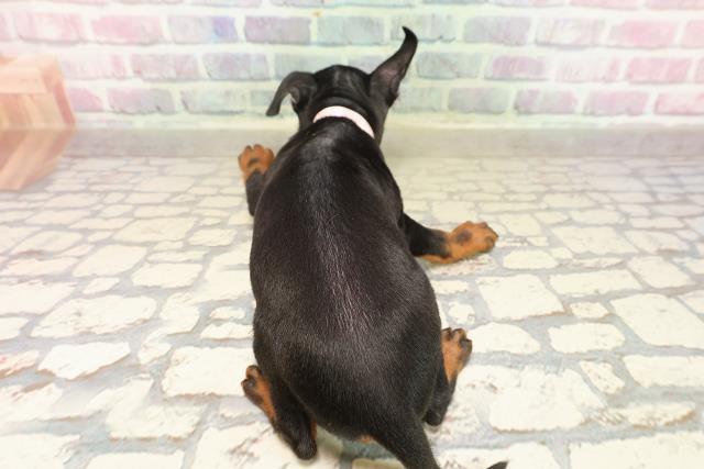 2025年8月25日生まれのトイマンチェスターテリアの4枚目の写真