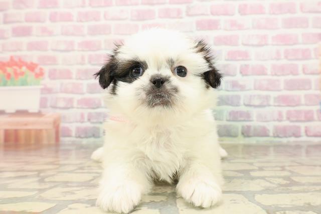 沖縄県のシーズー (Coo&RIKUイオン北谷店/2025年8月25日生まれ/女の子/ホワイトゴールド)の子犬の1枚目の画像