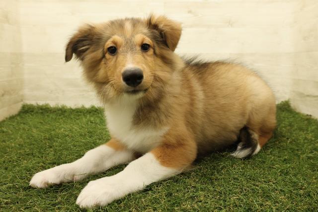 2025年7月25日生まれのシェットランドシープドッグの2枚目の写真