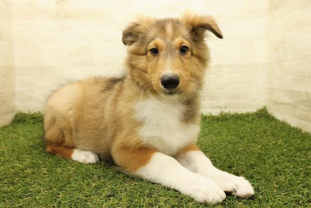 2025年7月25日生まれのシェットランドシープドッグの3枚目の写真