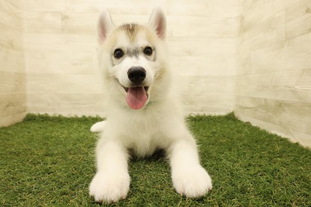 シベリアンハスキー