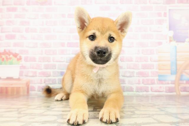 群馬県の柴犬(標準サイズ) (Coo&RIKU高崎店/2025年8月11日生まれ/女の子/赤)の子犬