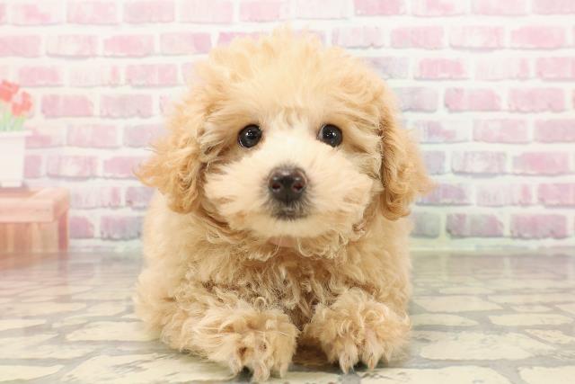 秋田県のトイプードル(トイ) (Coo&RIKU秋田店/2025年8月18日生まれ/女の子/クリーム)の子犬の1枚目の画像