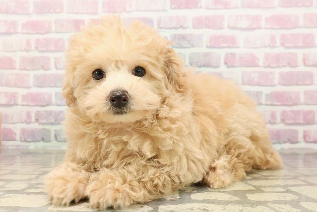 秋田県のトイプードル(トイ) (Coo&RIKU秋田店/2025年8月18日生まれ/女の子/クリーム)の子犬の2枚目の画像