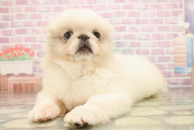 沖縄県のペキニーズ (Coo&RIKU沖縄浦添店/2025年8月18日生まれ/女の子/ホワイト)の子犬の2枚目の画像