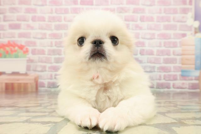 千葉県のペキニーズ (Coo&RIKU東船橋店/2025年8月18日生まれ/女の子/クリームホワイト)の子犬