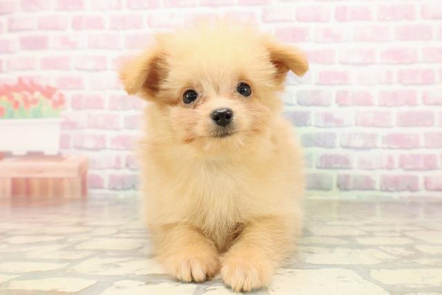 新潟県のポメプー(ポメラニアン×プードル) (Coo&RIKU上越店/2025年8月19日生まれ/男の子/アプリコット)の子犬の1枚目の画像