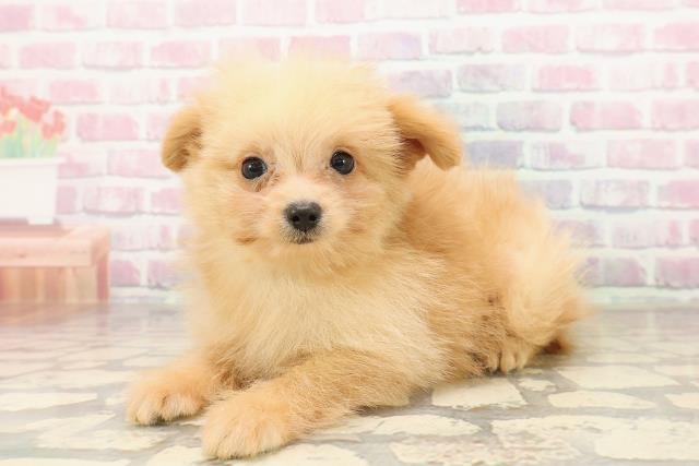 新潟県のポメプー(ポメラニアン×プードル) (Coo&RIKU上越店/2025年8月19日生まれ/男の子/アプリコット)の子犬の2枚目の画像