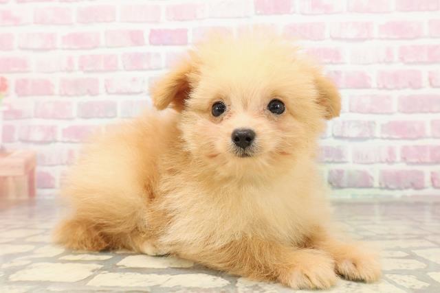 新潟県のポメプー(ポメラニアン×プードル) (Coo&RIKU上越店/2025年8月19日生まれ/男の子/アプリコット)の子犬の3枚目の画像