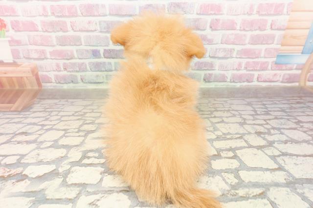 新潟県のポメプー(ポメラニアン×プードル) (Coo&RIKU上越店/2025年8月19日生まれ/男の子/アプリコット)の子犬の4枚目の画像