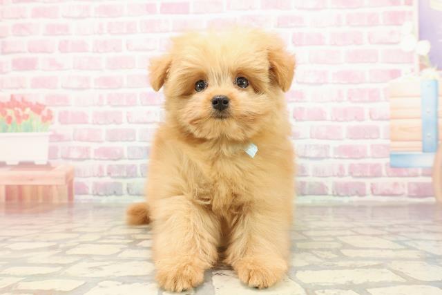 長野県のポメプー(ポメラニアン×プードル) (Coo&RIKU長野店/2025年8月19日生まれ/男の子/アプリコット)の子犬