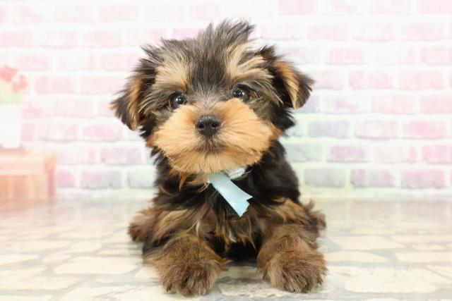北海道のヨークシャーテリア (Coo&RIKU札幌東店/2025年8月19日生まれ/男の子/スチールブルータン)の子犬の1枚目の画像