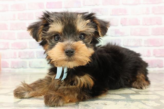 北海道のヨークシャーテリア (Coo&RIKU札幌東店/2025年8月19日生まれ/男の子/スチールブルータン)の子犬の2枚目の画像