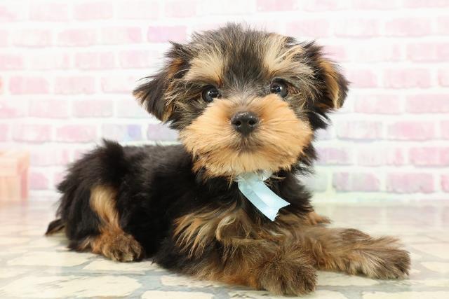 北海道のヨークシャーテリア (Coo&RIKU札幌東店/2025年8月19日生まれ/男の子/スチールブルータン)の子犬の3枚目の画像