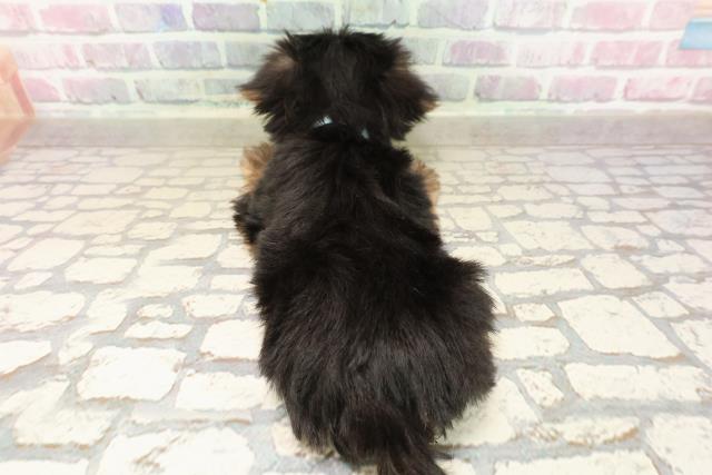 北海道のヨークシャーテリア (Coo&RIKU札幌東店/2025年8月19日生まれ/男の子/スチールブルータン)の子犬の4枚目の画像