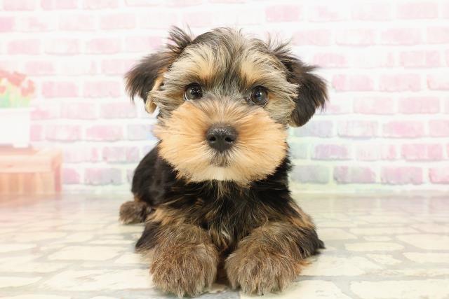 新潟県のヨークシャーテリア (Coo&RIKU長岡店/2025年8月19日生まれ/男の子/スチールブルータン)の子犬の1枚目の画像