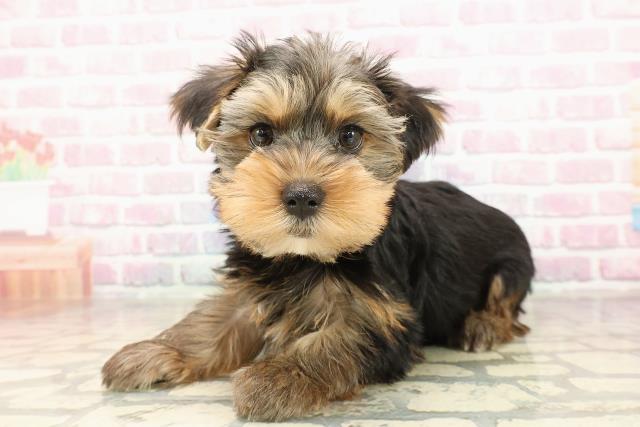 新潟県のヨークシャーテリア (Coo&RIKU長岡店/2025年8月19日生まれ/男の子/スチールブルータン)の子犬の2枚目の画像